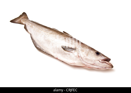 Pollock (Pollachius pollachius) pesce isolato su un bianco di sfondo per studio. Foto Stock