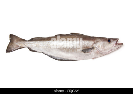 Pollock (Pollachius pollachius) pesce isolato su un bianco di sfondo per studio. Foto Stock