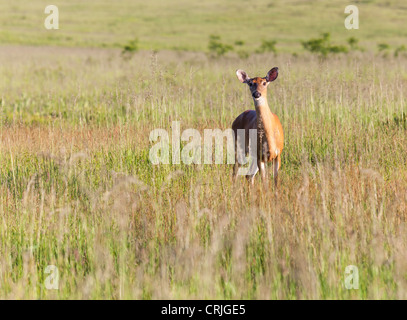 Grande prato nel parco nazionale off Skyline Drive in Shenandoah Valley Virginia è la patria di molti White Tailed Deer Foto Stock