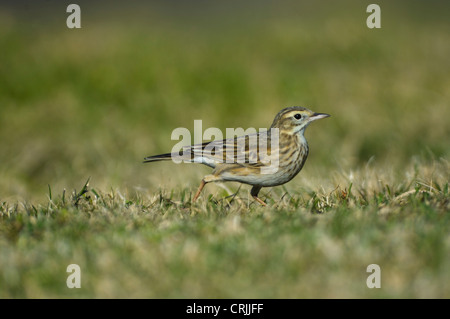 Australasian Pipit (Anthus novaeseelandiae) Foto Stock