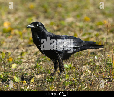 Australian Corvo Imperiale (Corvus coronoides) Foto Stock