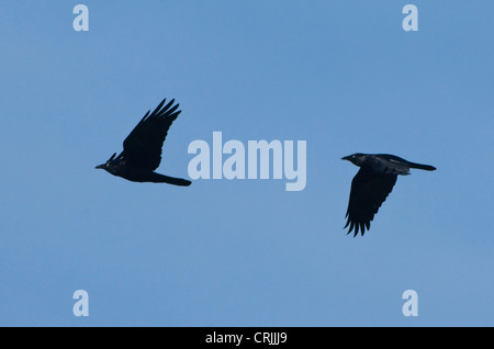 Australian corvi (Corvus coronoides) Foto Stock