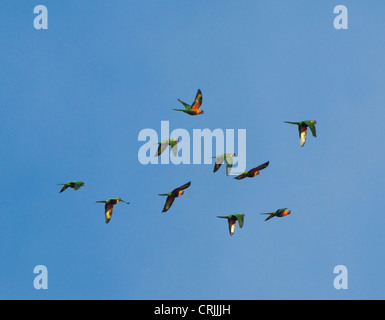 Rainbow parrocchetti (Trichoglossus haematodus) Foto Stock