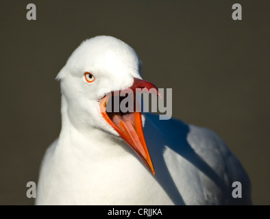 Gabbiano argento (Larus novaehollandiae) Foto Stock