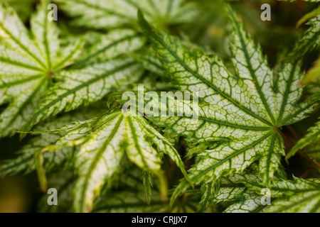 Varigated acero giapponese (Acer palmatum 'Shigitatsu Sawa') Foto Stock