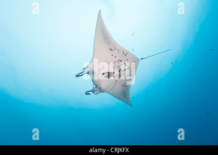 Manta gigante (Manta birostris) nuoto nei pressi di una stazione di pulizia nel canale tedesco off le isole di Palau in Micronesia. Foto Stock