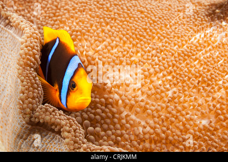 Arancio-alettato (Anemonefish Amphiprion chrysopterus) su esso è anemone su un tropical Coral reef Foto Stock