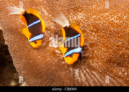 Arancio-alettato (Anemonefish Amphiprion chrysopterus) una coppia sul loro anemone su un tropical Coral reef Foto Stock