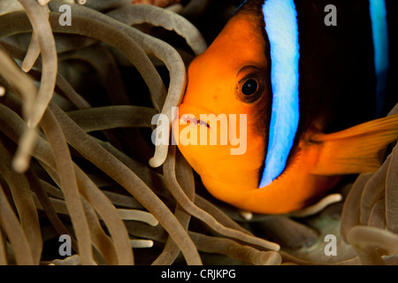 Arancio-alettato (Anemonefish Amphiprion chrysopterus) su esso è anemone su un tropical Coral reef Foto Stock