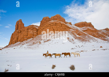 Nord America; USA, Wyoming; Shell, Big Horn Mountains: cavallo guidare attraverso la neve in Big Horn Mountains; (MR) Foto Stock
