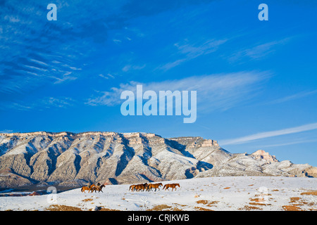 Nord America; USA; Wyoming; Shell; Cowboy con sentito di cavalli in Big Horn Mountains (MR) Foto Stock