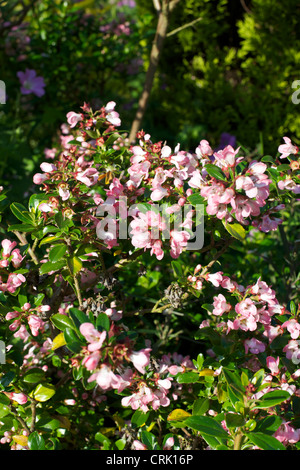 Close-up di fioritura rosa Escallonia Apple Blossom in un giardino del Surrey in giugno Foto Stock