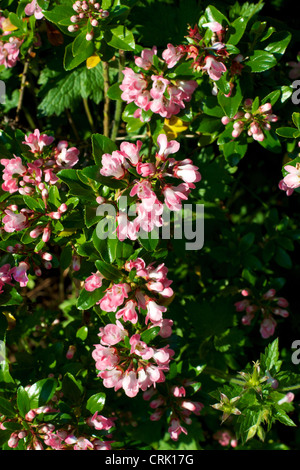 Close-up di fioritura rosa Escallonia Apple Blossom in un giardino del Surrey in giugno Foto Stock