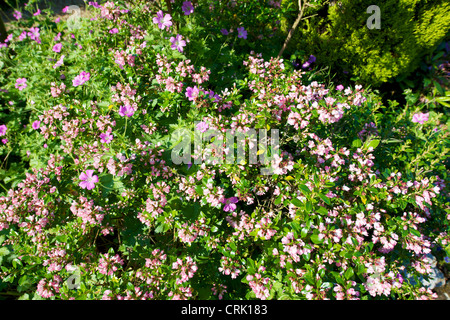 Fioritura rosa Escallonia Apple Blossom in un giardino del Surrey in giugno con Geranium Cranesbill sbirciando attraverso Foto Stock