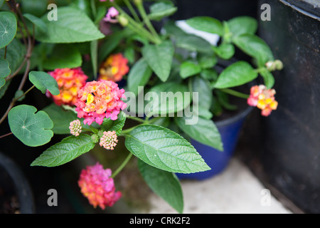 Fioritura Lantana camara, noto anche come bandiera spagnola o West Indian Lantana Foto Stock