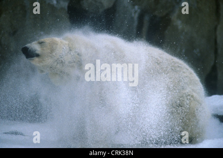 Orso polare allo zoo scuote la neve da la sua pelliccia Foto Stock