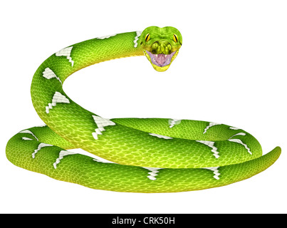 Illustrazione di un albero verde Python (specie di serpente) isolato su sfondo bianco Foto Stock