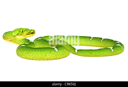 Illustrazione di un albero verde Python (specie di serpente) isolato su sfondo bianco Foto Stock