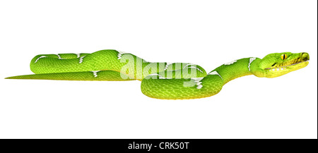 Illustrazione di un albero verde Python (specie di serpente) isolato su sfondo bianco Foto Stock