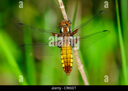 Un ampio e corposo chaser dragonfly a riposo REGNO UNITO Foto Stock