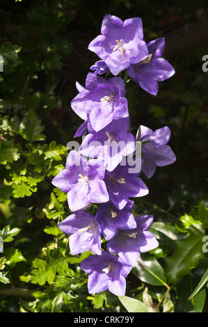 Primo piano della Blue Canterbury Campana Campanula di fiori in un giardino di Cheshire England Regno Unito UKcanterbury bell Foto Stock