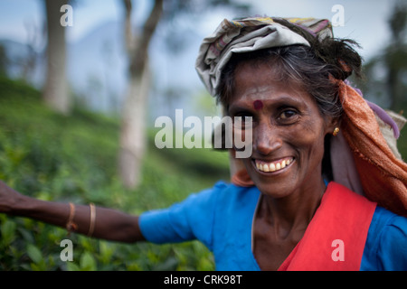 Un tè plucker nelle colline sopra Ella, Highlands Centrali, Sri Lanka Foto Stock