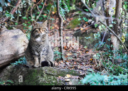 Scottish Wild Cat. Foto Stock