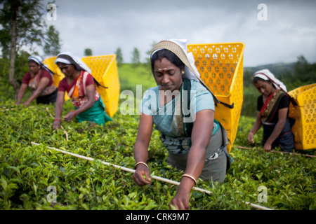 Il tè pluckers sul Pedro station wagon, Nuwara Eliya, Southern Highlands, Sri Lanka Foto Stock