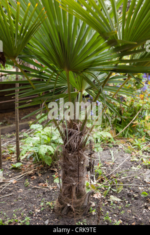 Trachycarpus fortunei (Chusan Palm, Windmill Palm o il cinese Windmill Palm). Foto Stock