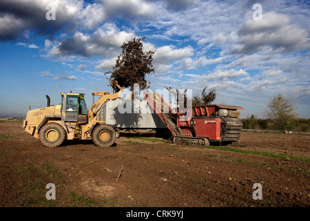 La macchina di rettifica di biomassa legno proveniente da alberi. Foto Stock