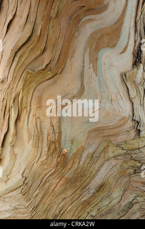 Eucalipto tronco di albero Foto Stock