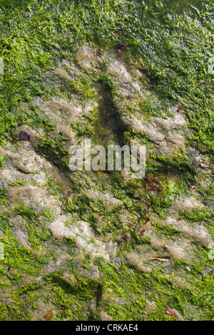 Dinosauro di impronta a Staffin sull'isola di Skye in Scozia. Foto Stock