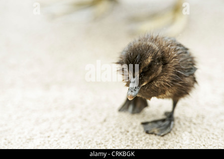Un Eider pulcino su una spiaggia di sabbia Foto Stock