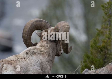 Stati Uniti d'America, Wyoming, il Parco Nazionale di Yellowstone, Bighorn Ram, Ram, pecore, gregge di pecore bighorn, pecore bighorn, avvisatore acustico Foto Stock