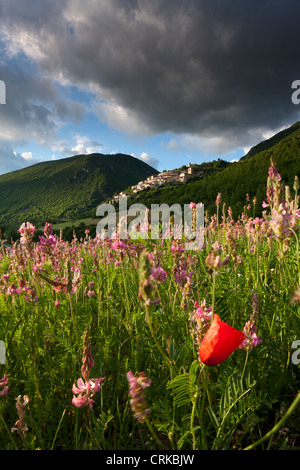 Un solitario di papavero in un campo di lupinella, Campi, Valnerina, Umbria, Italia Foto Stock