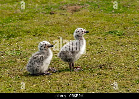 Due giovani aringhe pulcini di gabbiano su Skokholm island REGNO UNITO Foto Stock