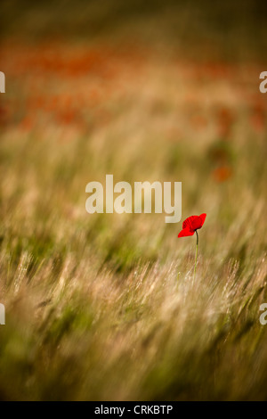 Un papavero solitario in un campo, nr Norcia in Umbria, Italia Foto Stock