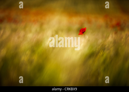 Un papavero in un campo, nr Norcia in Umbria, Italia Foto Stock