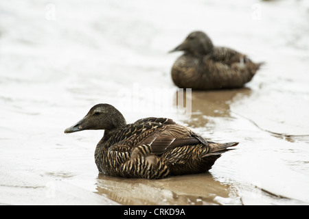 Una coppia di donne Eider anatre seduta su di una spiaggia di sabbia Foto Stock