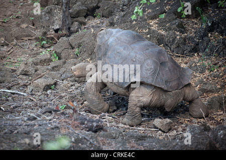 Lonesome George, l'ultima Pinta Isola Galapagos tartaruga, morì il 24 giugno 2012. Foto Stock