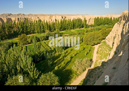 Uva zona valle di Turpan e nota per la sua alta qualità. Foto Stock