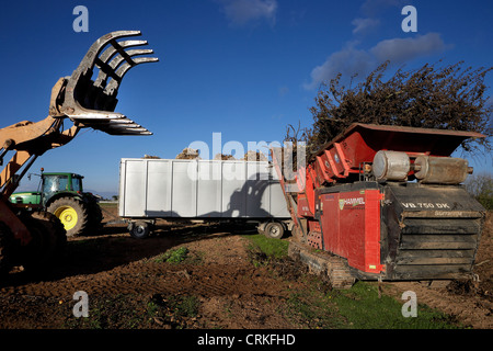 La macchina di rettifica di biomassa legno proveniente da alberi. Foto Stock