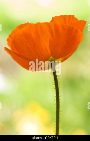 Papaver croceum, Papaver nudicale, papavero, islandese di semi di papavero Foto Stock