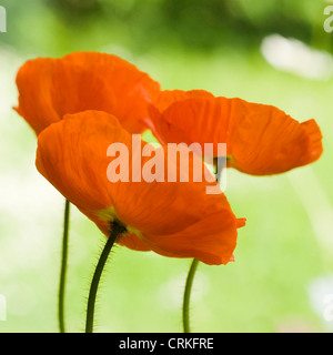 Papaver croceum, Papaver nudicale, papavero, islandese di semi di papavero Foto Stock