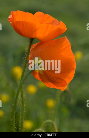 Papaver croceum, Papaver nudicale, papavero, islandese di semi di papavero Foto Stock