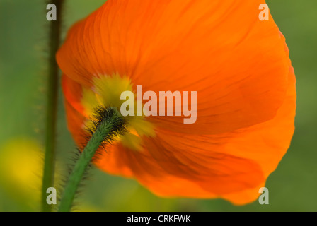 Papaver croceum, Papaver nudicale, papavero, islandese di semi di papavero Foto Stock