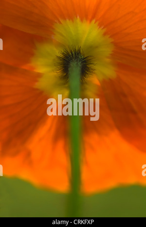 Papaver croceum, Papaver nudicale, papavero, islandese di semi di papavero Foto Stock