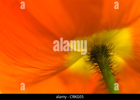 Papaver croceum, Papaver nudicale, papavero, islandese di semi di papavero Foto Stock