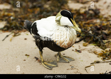Un maschio di Eider duck in piedi su una spiaggia di sabbia Foto Stock