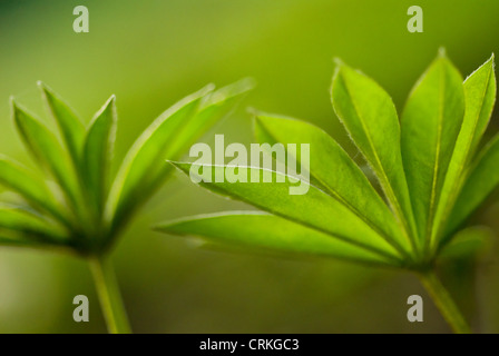 Lupinus, Lupin Foto Stock